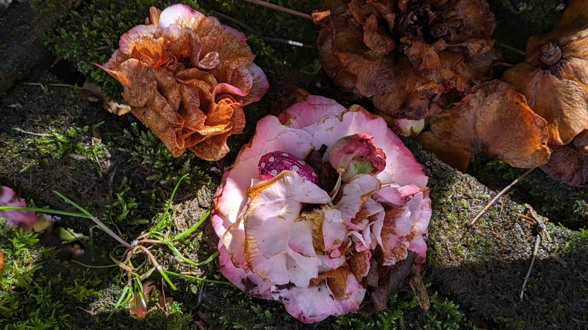 psychologytoday.com - Emily T. Troscianko - Recovered Attitudes to Food: Wider Horizons of Gratitude