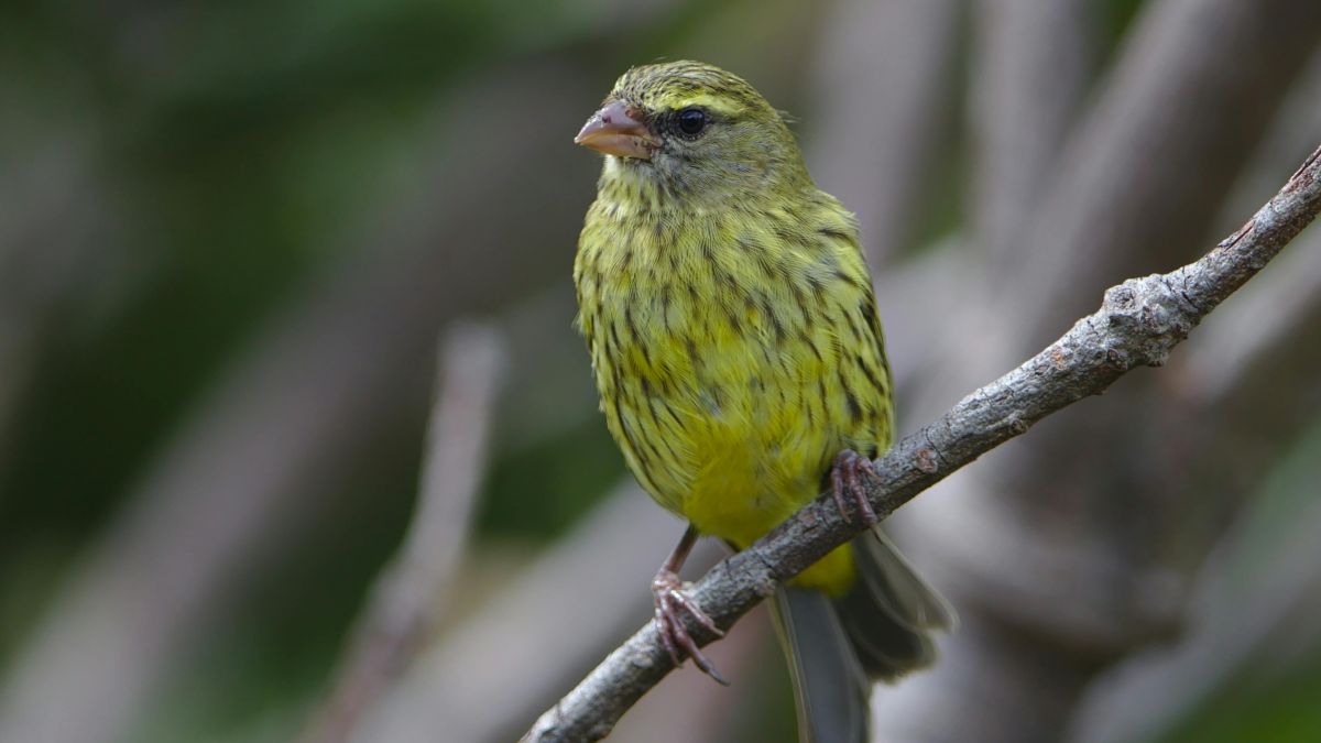 psychologytoday.com - Ludovico Saint Amour di Chanaz Ph.D. - The ADHD Canary in the Corporate Coal Mine