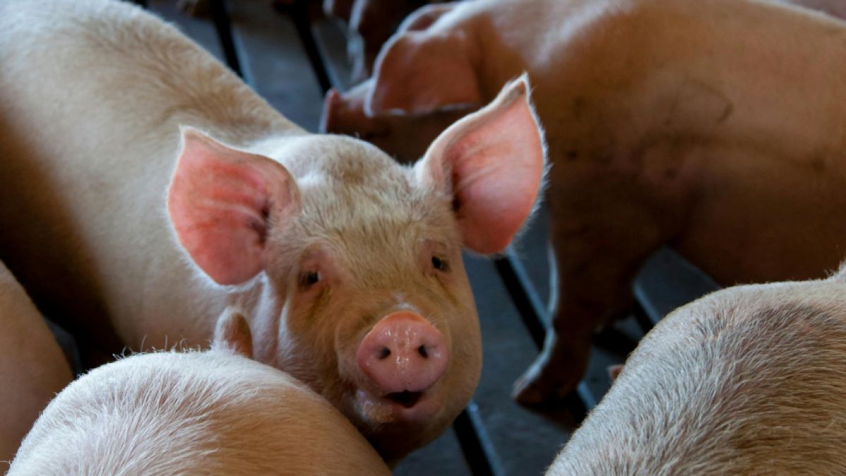 psychologytoday.com - Marc Bekoff Ph.D. - The Emotional Lives of Farmed Animals and Why They Matter