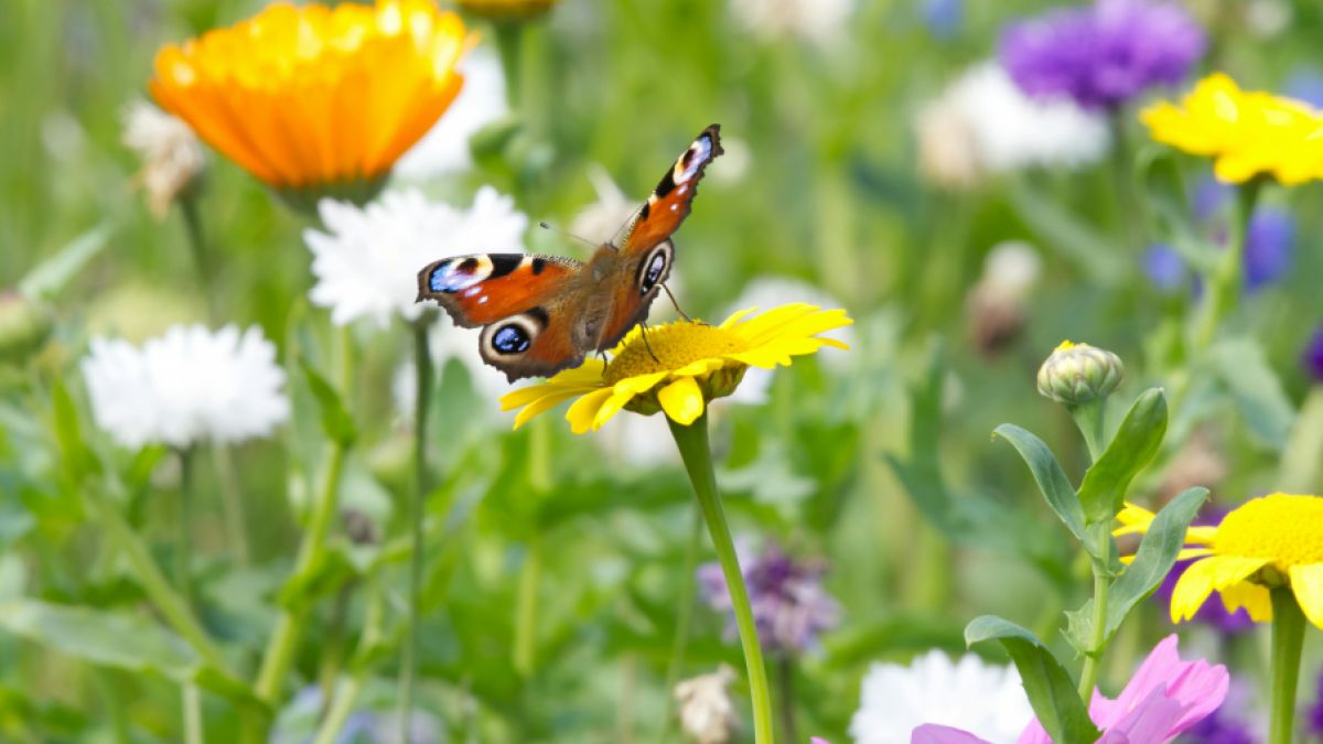 psychologytoday.com - Cornelia C. Walther Ph.D. - Why Diversity Must Be Anchored In Nature, Not Technology