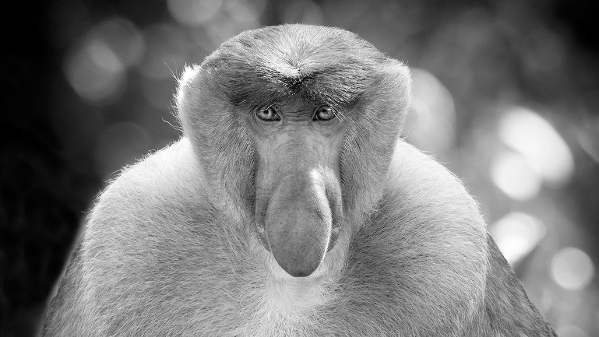 psychologytoday.com - Marc Bekoff Ph.D. - A Celebration of Our Close Kinship with Other Primates