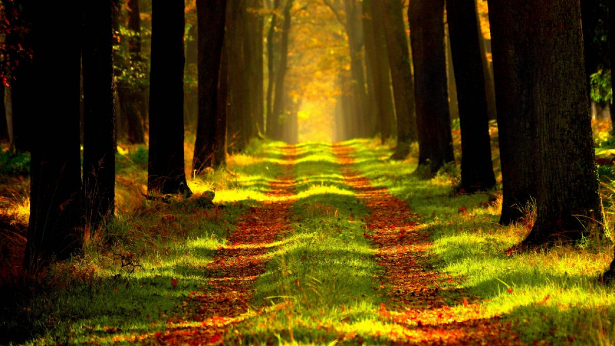 psychologytoday.com - Marianna Pogosyan Ph.D. - 5 Ways Nature Nourishes Our Emotions