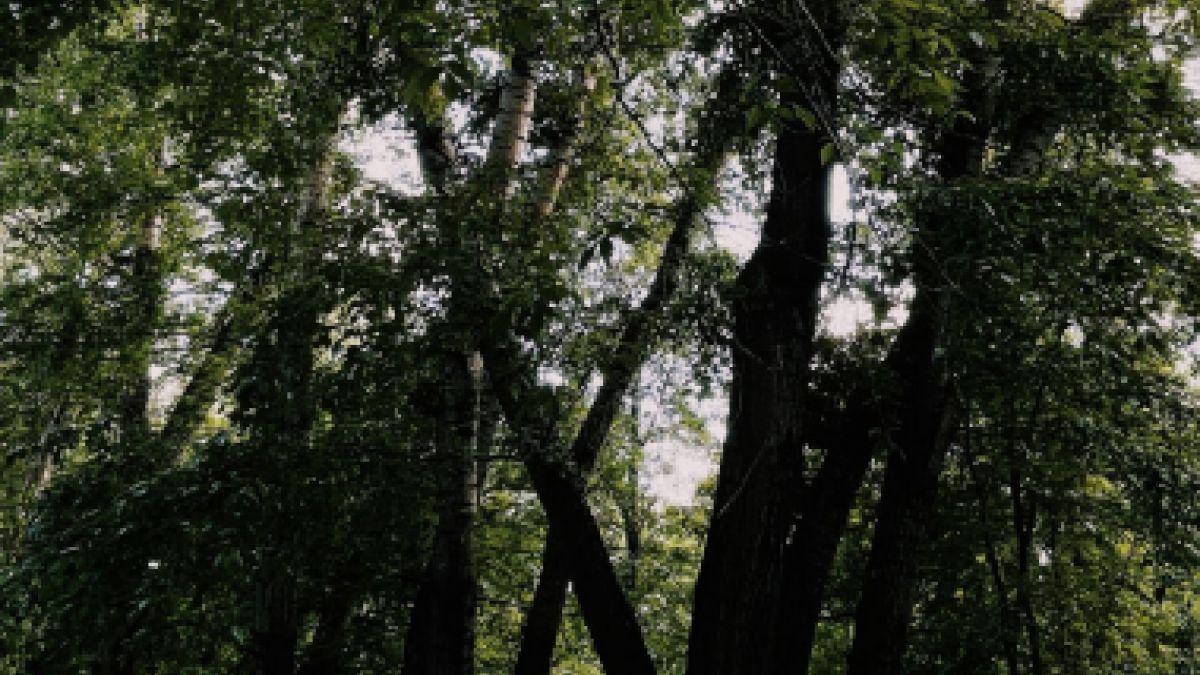 psychologytoday.com - Cheralyn Leeby Ph.D., LMFT - Digital Overload and the Wellness Room Boom