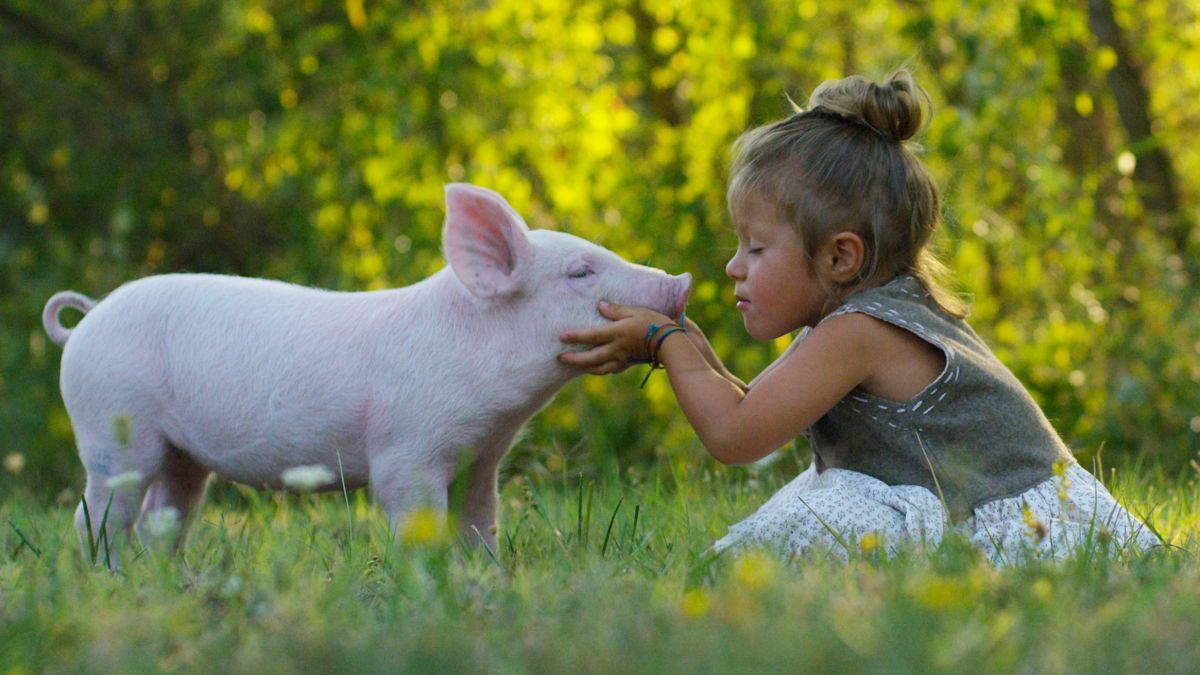 psychologytoday.com - Melanie Joy Ph.D. - Is Eating Animals a Psychological Blind Spot?
