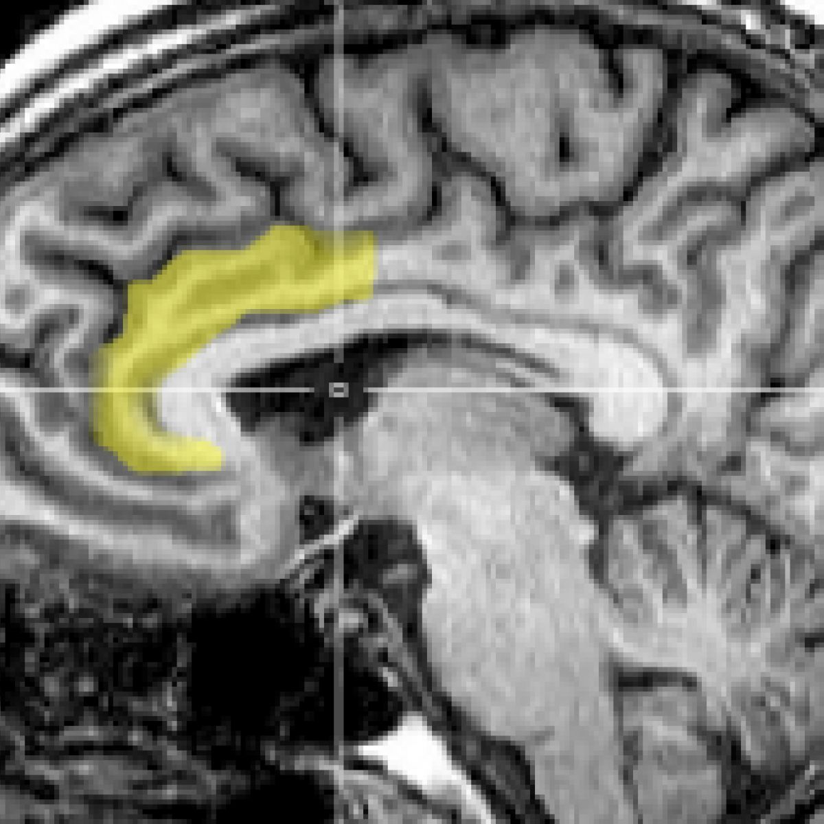 The Evolutionary Biology of Altruism | Psychology Today Singapore