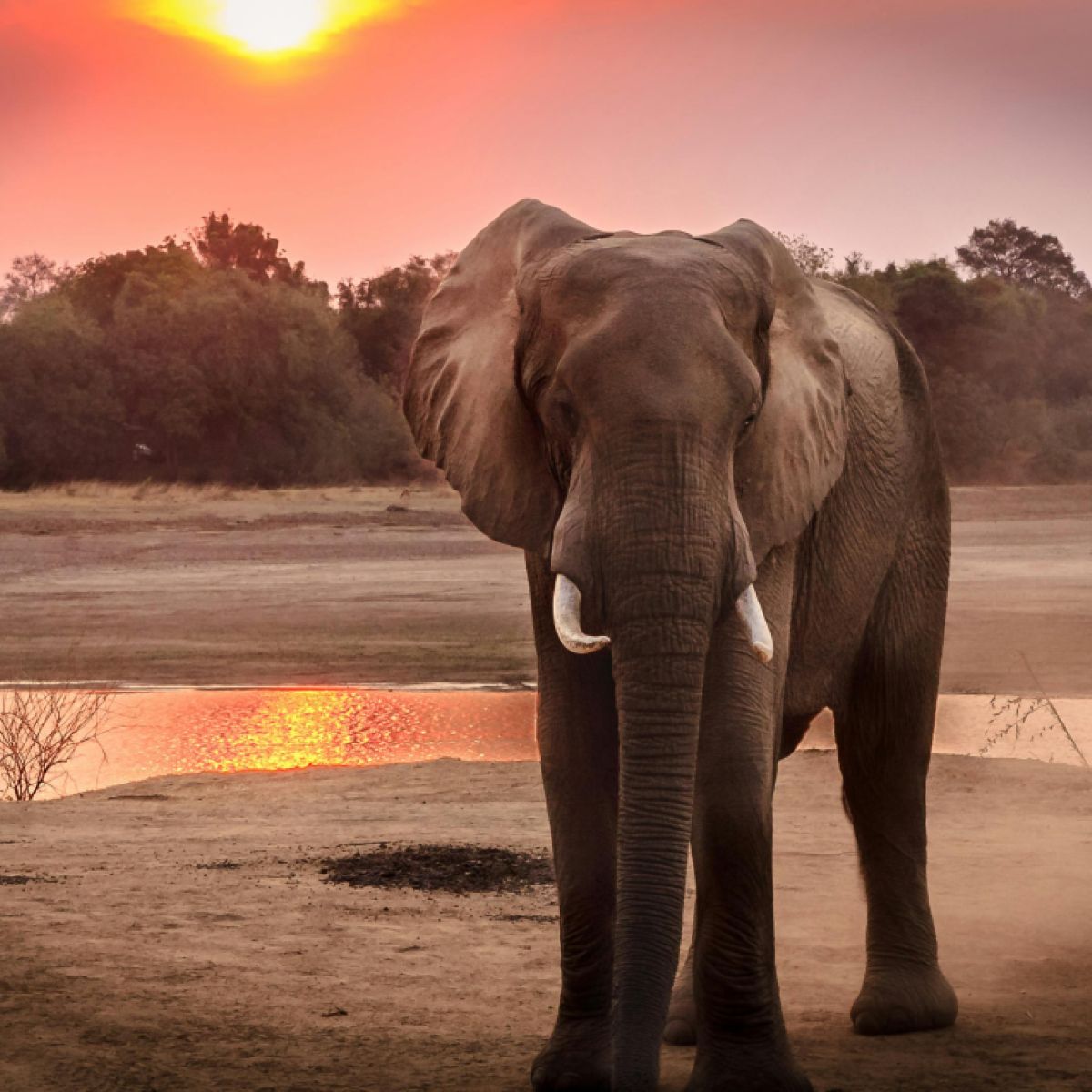 An Elephant Takes a Shower | Psychology Today