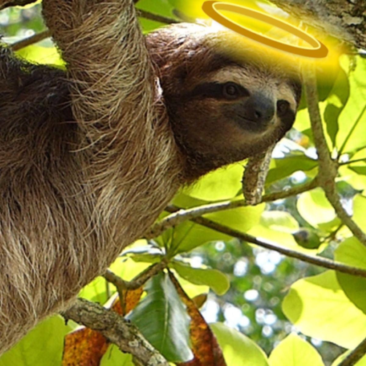 The Wisdom of the Sloth: Is Sleep a Lost Virtue? | Psychology Today, image size:1200x1200