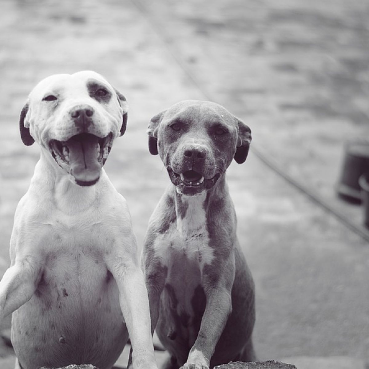 los perros saben cuando están siendo sacrificados