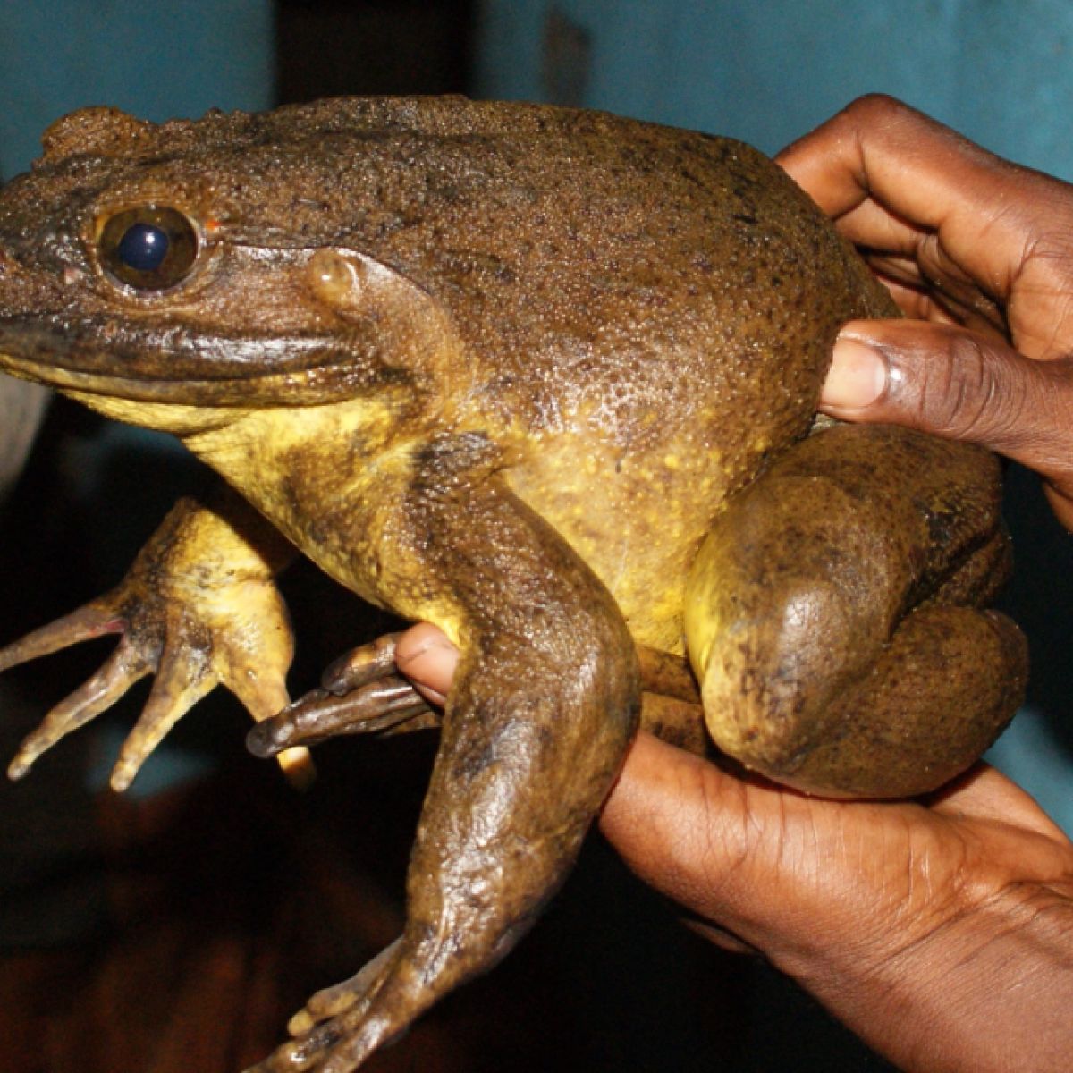 Giant Frogs Are Attentive Parents