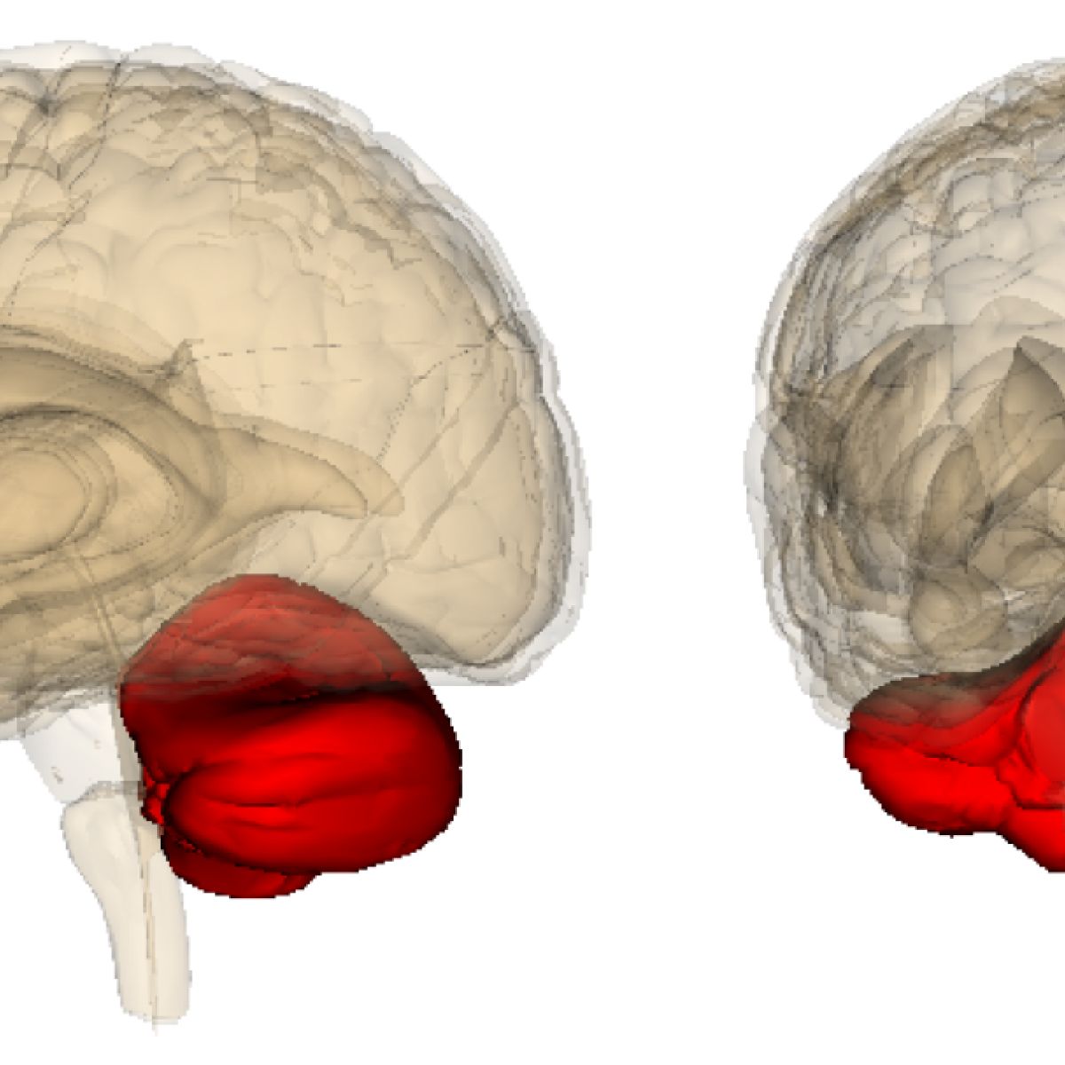 cerebellum_life_sciences_datab