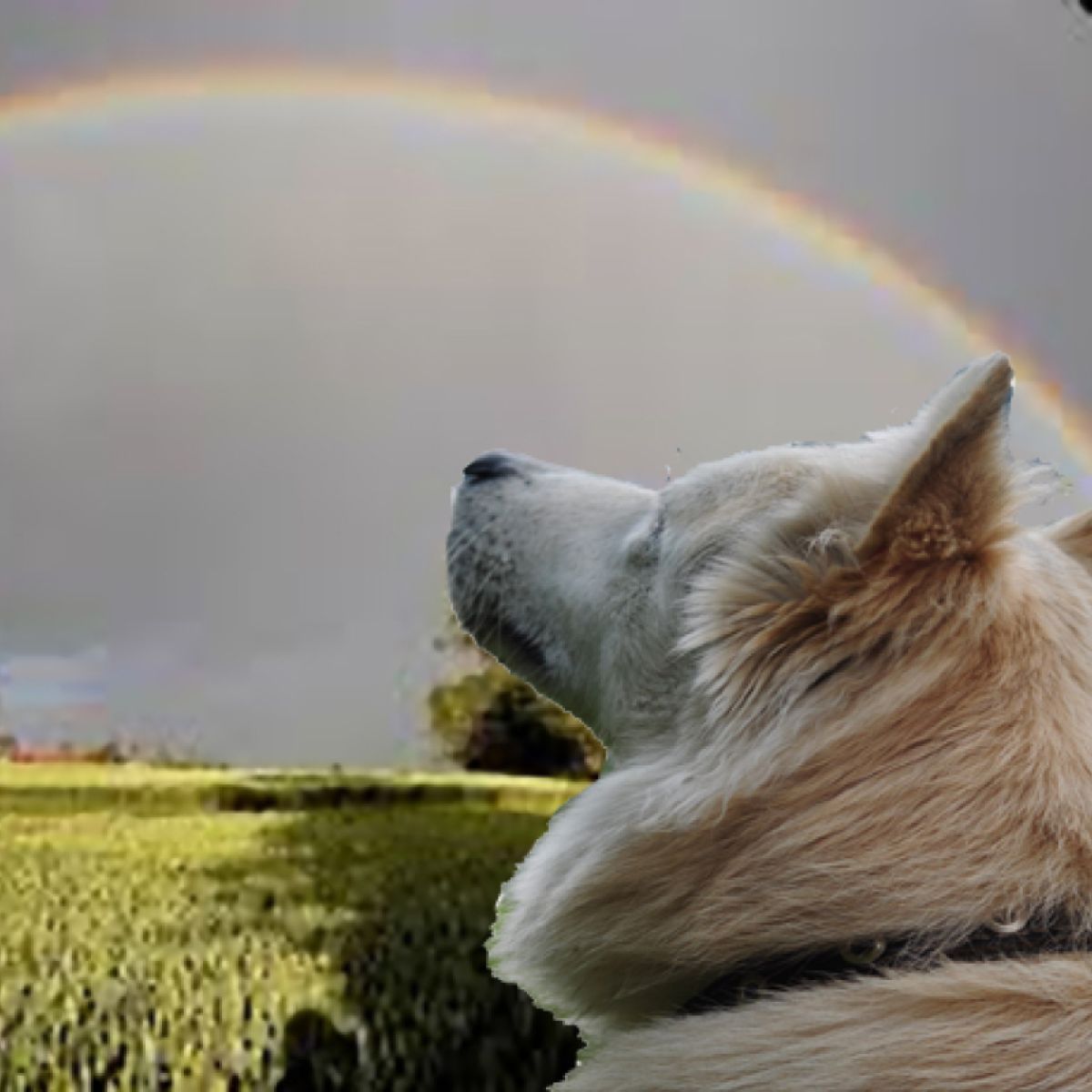La-ppisch/dogs can’t see colors La-ppisch/dogs can't see colors