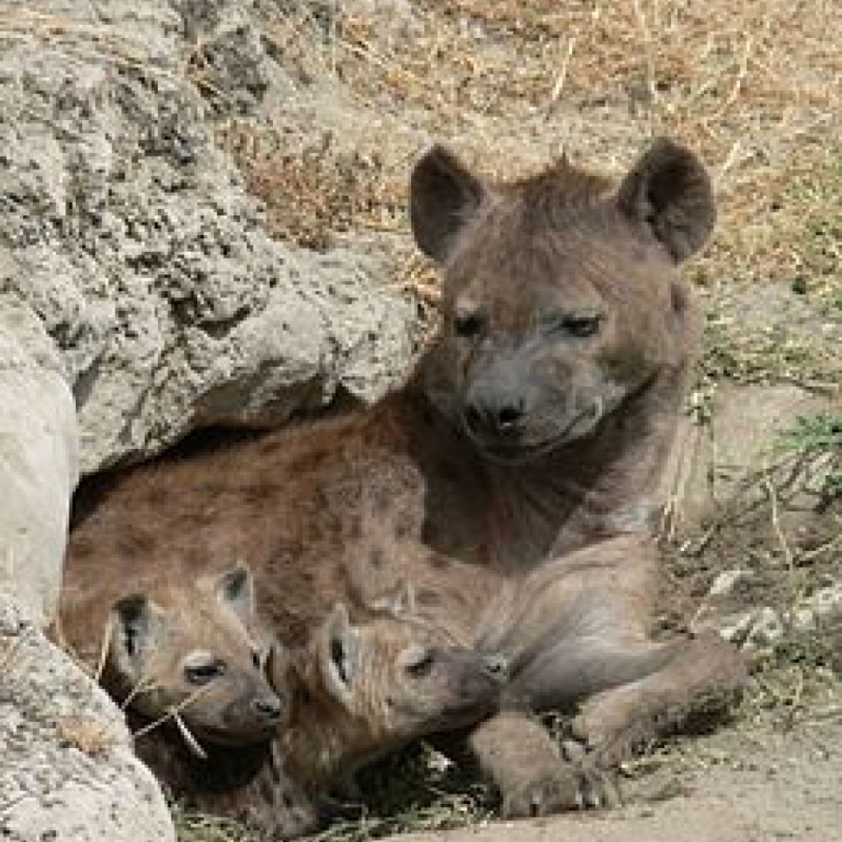 The Hyena That Wouldn't Laugh | Psychology Today