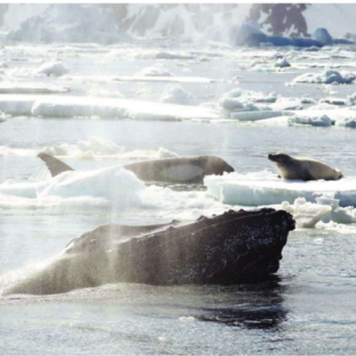 Animal Altruism? | Psychology Today