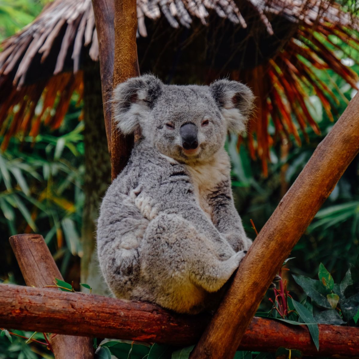 Koalas: The Fascinating Lives of Tree-Hugging Picky Eaters