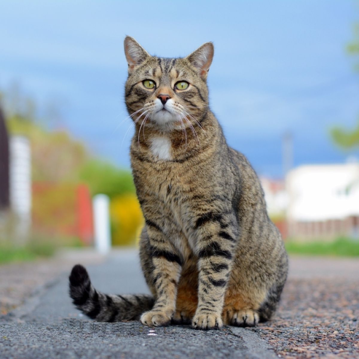 los perros y los gatos comparten un ancestro común