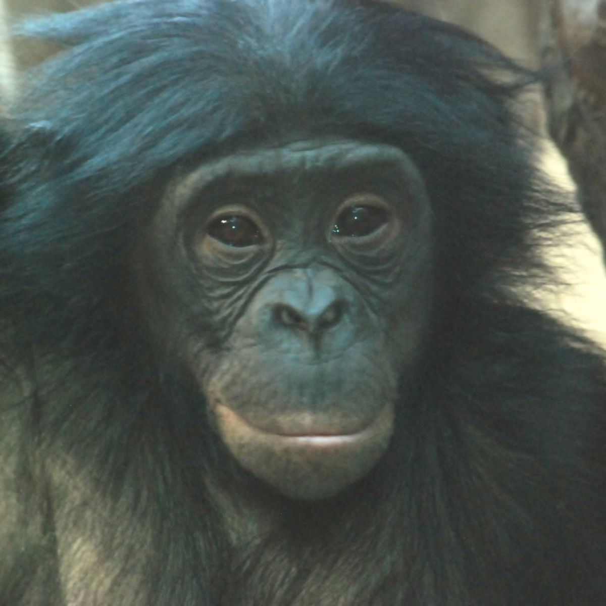 Bonobos: The Peaceful Apes | Psychology Today South Africa