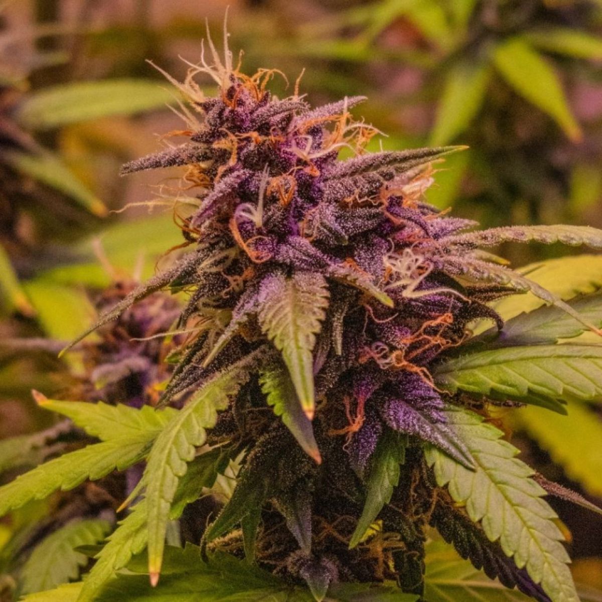 Cannabis Vaping: Safer Than Smokingor Just Newer? | Psychology Today