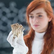 Scientist holds mushrooms. Comaniciu Dan/Shutterstock