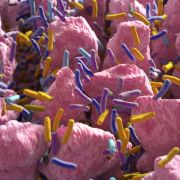 Gut bacteria. Anatomy Image/Shutterstock