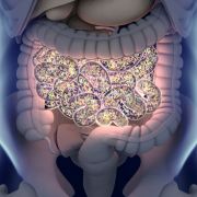 The composition of the microbiome. Anatomy Image/Shutterstock