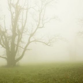 Tree in fog - wound with no name