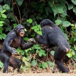 Chimpanzees from different troupes fighting/