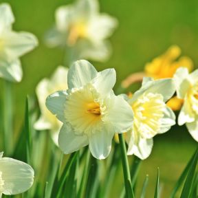 Daffodils