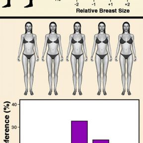 Top: Example of test silhouettes used by Wiggins et al. (1968) and a plot of relative scores for attractiveness of breasts in 4 