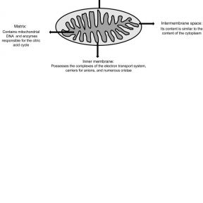 Figure 1: Schematic of a mitochondria (4).