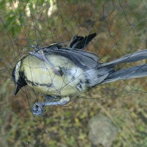 A bird caught in a mist net