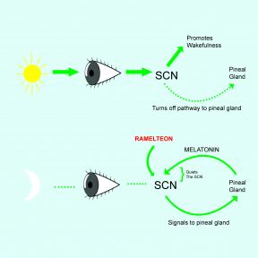 Interaction of the SCN and the pineal gland in the release of melatonin.