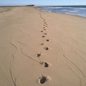 My footprints in the sand at Herring Cove Beach, Provincetown, Mass. 