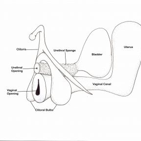 Relation Between Vaginal Canal & Internal Clitoris
