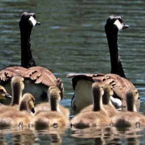 Geese Family on a Pond