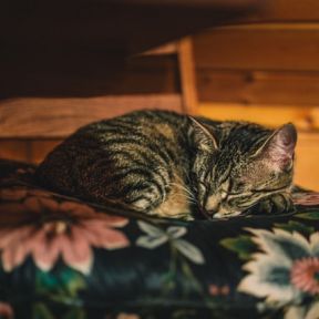 Cat sleeping on a chair with a cushion in a cabin in the woods snoozing away.