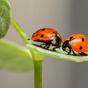 Ladybugs on a leaf