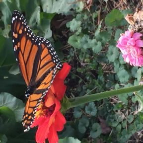 A visiting Monarch seeks a late-summer sip of nectar from a zinnia.