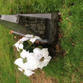 A white poinsettia decorates a December grave