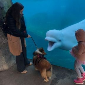 Milo ignoring a beluga whale at the Mystic Aquarium to make sure other guests don’t get too close to me and to keep checking in 