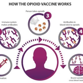 How an opioid vaccine works