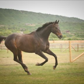 A Thoroughbred racehorse at home