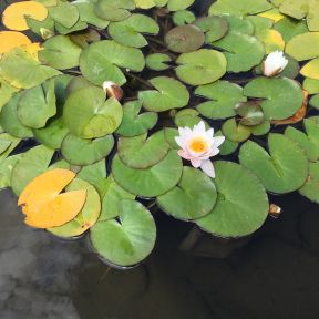A lily blooms above dark water