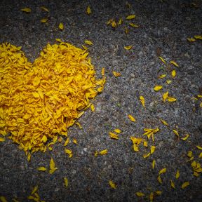 Yellow heart made of flower petals on dark background 