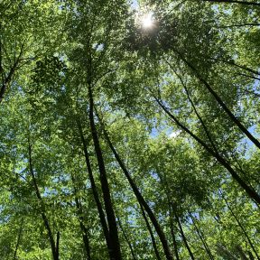 The sun shines brightly above the tree canopy, the way resilience and wisdom are the lights we learn to see through our grief.