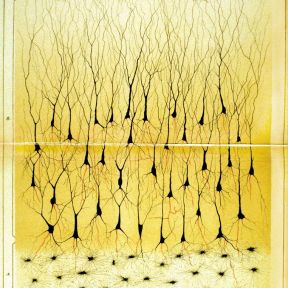 Hippocampal neurons isualized by Golgi, 1885.