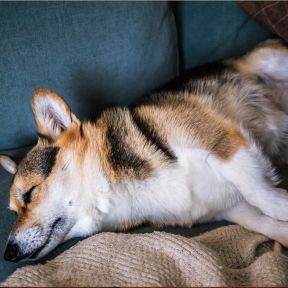 This Corgi isn't lazy...and neither are you