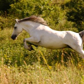 Horses can run away when they're scared; most humans can't