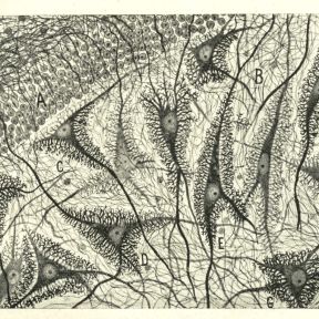 Cajal drawing of nervous system tissue.