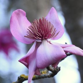 the magnolias of San Francisco's Botanical Gardens