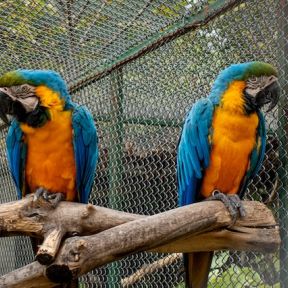 Parrots facing opposite directions